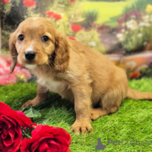 Foto №2 zu Ankündigung № 168601 zu verkaufen cavalier king charles spaniel - einkaufen Australien quotient 	ankündigung