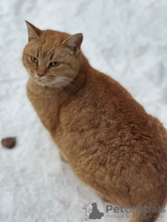 Foto №3. Eine wunderschöne rote Katze sucht ein Zuhause.. Russische Föderation