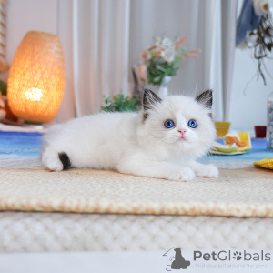 Foto №1. ragdoll-katze - zum Verkauf in der Stadt Aarschot | 250€ | Ankündigung № 152273