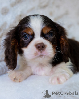 Foto №4. Ich werde verkaufen cavalier king charles spaniel in der Stadt Berga. quotient 	ankündigung - preis - 550€
