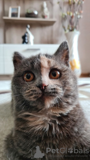 Zusätzliche Fotos: Wir suchen ein Zuhause für das Kätzchen Iriska!