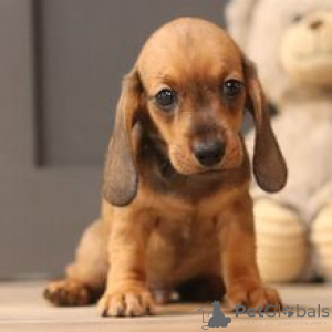 Foto №3. Lernen Sie Lesley kennen, einen herausragenden männlichen Zwergdackelwelpen, der. Deutschland