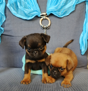 Foto №2 zu Ankündigung № 167165 zu verkaufen petit brabançon - einkaufen Russische Föderation quotient 	ankündigung