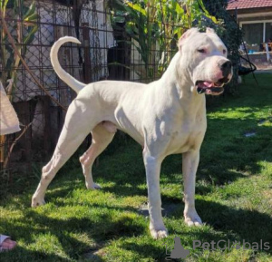 Foto №2 zu Ankündigung № 120097 zu verkaufen dogo argentino - einkaufen Serbien quotient 	ankündigung