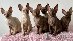 Foto №1. cornish rex - zum Verkauf in der Stadt Ansubrg | verhandelt | Ankündigung № 164263