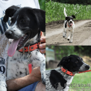 Foto №2 zu Ankündigung № 7456 zu verkaufen mischlingshund - einkaufen Russische Föderation quotient 	ankündigung