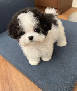 Foto №3. Adorable Teacup Poodle Puppies Available Male And Female. Puerto Rico