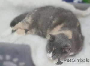 Foto №4. Ich werde verkaufen  in der Stadt Chimki. aus dem tierheim - preis - Frei