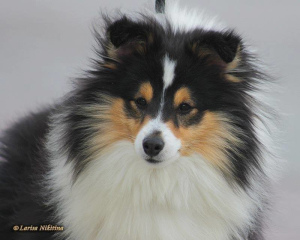 Foto №4. Ich werde verkaufen shetland sheepdog in der Stadt Minusinsk. vom kindergarten - preis - 279€