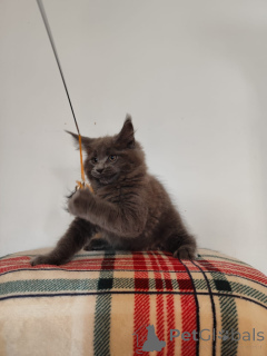 Foto №2 zu Ankündigung № 137753 zu verkaufen maine-coon-katze - einkaufen Deutschland quotient 	ankündigung