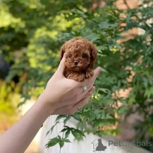 Foto №1. pudel (toy) - zum Verkauf in der Stadt Texas City | 425€ | Ankündigung № 139163