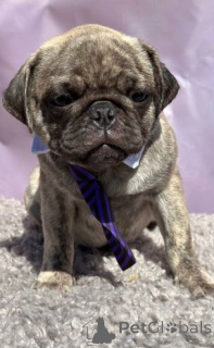 Foto №1. mops - zum Verkauf in der Stadt Geilenkirchen | 380€ | Ankündigung № 158712