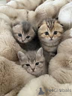 Foto №1. schottische faltohrkatze - zum Verkauf in der Stadt Krakau | 400€ | Ankündigung № 173297