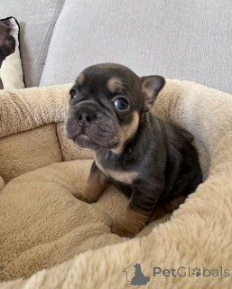 Foto №1. französische bulldogge - zum Verkauf in der Stadt Cádiz | 400€ | Ankündigung № 172870