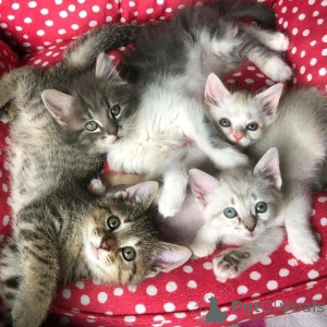 Foto №3. Amerikanische Kurzhaarkätzchen zur Adoption. Deutschland