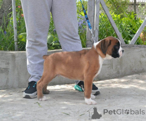 Foto №1. deutscher boxer - zum Verkauf in der Stadt Antwerpen | verhandelt | Ankündigung № 169054