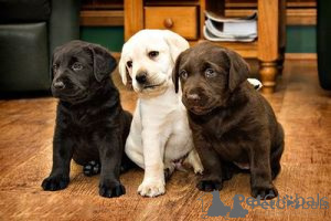 Foto №1. labrador retriever - zum Verkauf in der Stadt Ceske Budejovice | verhandelt | Ankündigung № 170697