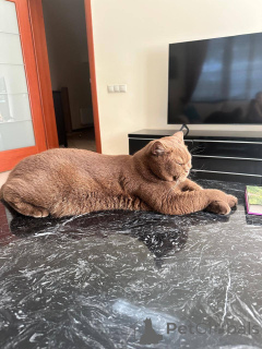 Foto №3. Britisches Kurzhaar-Kätzchen. Deutschland