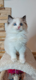 Foto №1. ragdoll-katze - zum Verkauf in der Stadt Barsel | 300€ | Ankündigung № 160606