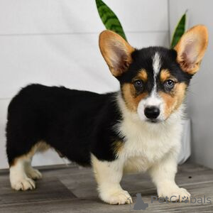 Foto №1. welsh corgi - zum Verkauf in der Stadt Arnsberg | 350€ | Ankündigung № 151404