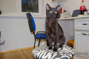 Zusätzliche Fotos: Eine wundervolle schwarze Katze, Kätzchen Charlie, sucht ein Zuhause und eine