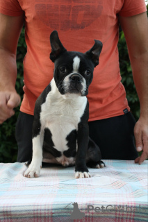 Foto №2 zu Ankündigung № 77212 zu verkaufen boston terrier - einkaufen Serbien züchter