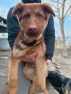 Foto №4. Ich werde verkaufen deutscher schäferhund in der Stadt Ruma. züchter - preis - 300€