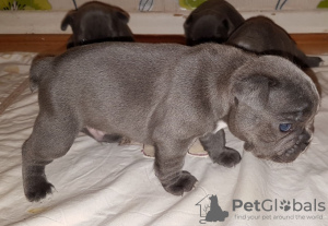 Foto №2 zu Ankündigung № 85903 zu verkaufen französische bulldogge - einkaufen Malta quotient 	ankündigung