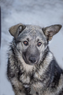 Foto №2 zu Ankündigung № 48020 zu verkaufen mischlingshund - einkaufen Russische Föderation quotient 	ankündigung