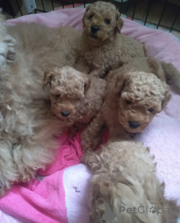 Foto №3. Pudel Mini. Georgien