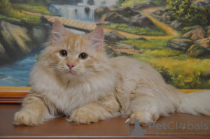 Foto №2 zu Ankündigung № 17313 zu verkaufen sibirische katze - einkaufen Weißrussland vom kindergarten, züchter