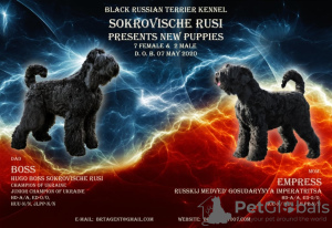 Zusätzliche Fotos: Russische Black Terrier Welpen