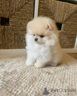 Foto №2 zu Ankündigung № 160168 zu verkaufen pommersche spitz - einkaufen Österreich quotient 	ankündigung