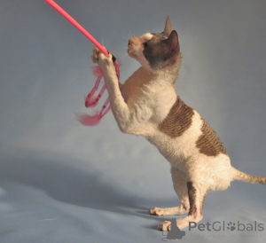 Foto №1. cornish rex - zum Verkauf in der Stadt Strumica | verhandelt | Ankündigung № 173135