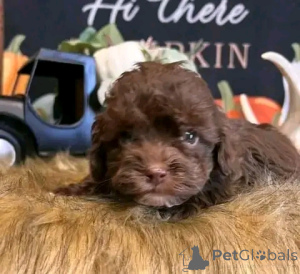 Foto №3. Standardpudelwelpe zum Rehoming. USA