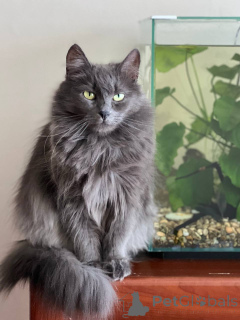 Foto №2 zu Ankündigung № 157487 zu verkaufen  - einkaufen Weißrussland quotient 	ankündigung