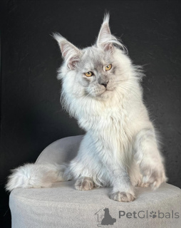 Foto №3. Luna so magisch wie Mondlicht und doppelt so süß. Finnland