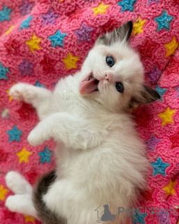 Foto №1. ragdoll-katze - zum Verkauf in der Stadt Bremen | verhandelt | Ankündigung № 158062