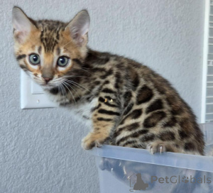 Foto №1. bengal katzenrasse - zum Verkauf in der Stadt Estingen | 350€ | Ankündigung № 177963