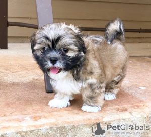 Foto №2 zu Ankündigung № 99908 zu verkaufen shih tzu - einkaufen Deutschland züchter