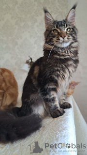 Foto №4. Ich werde verkaufen maine-coon-katze in der Stadt Афины. quotient 	ankündigung - preis - 1000€