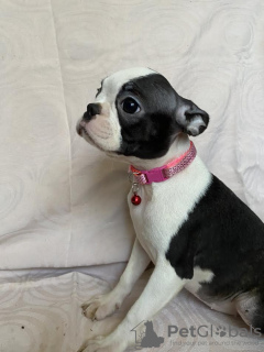 Foto №3. Boston Terrier, filhotes premium. Serbien