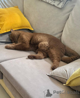 Foto №4. Ich werde verkaufen britisch kurzhaar in der Stadt Berlin. züchter - preis - verhandelt