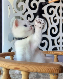 Foto №2 zu Ankündigung № 163614 zu verkaufen  - einkaufen Zypern 