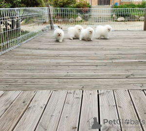 Zusätzliche Fotos: Mini Pomeranian Zwergspitz weiß - creme Welpen aus Deutscher Zucht