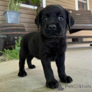 Foto №4. Ich werde verkaufen labrador retriever in der Stadt Frankfurt. quotient 	ankündigung - preis - 600€