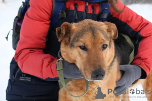 Foto №1. mischlingshund - zum Verkauf in der Stadt Москва | Frei | Ankündigung № 79913