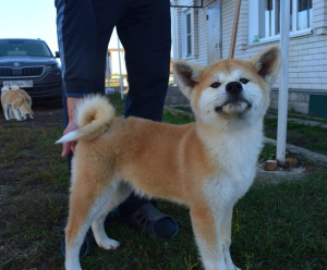 Zusätzliche Fotos: Schicke Welpen Akita Inu