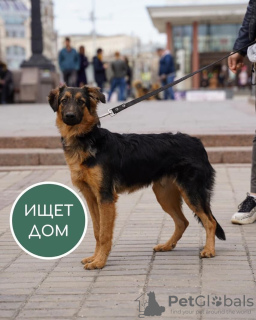 Foto №1. mischlingshund - zum Verkauf in der Stadt Krasnogorsk | Frei | Ankündigung № 10989
