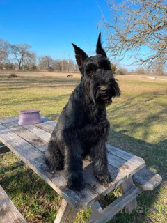 Foto №2 zu Ankündigung № 172796 zu verkaufen schnauzer - einkaufen Island 